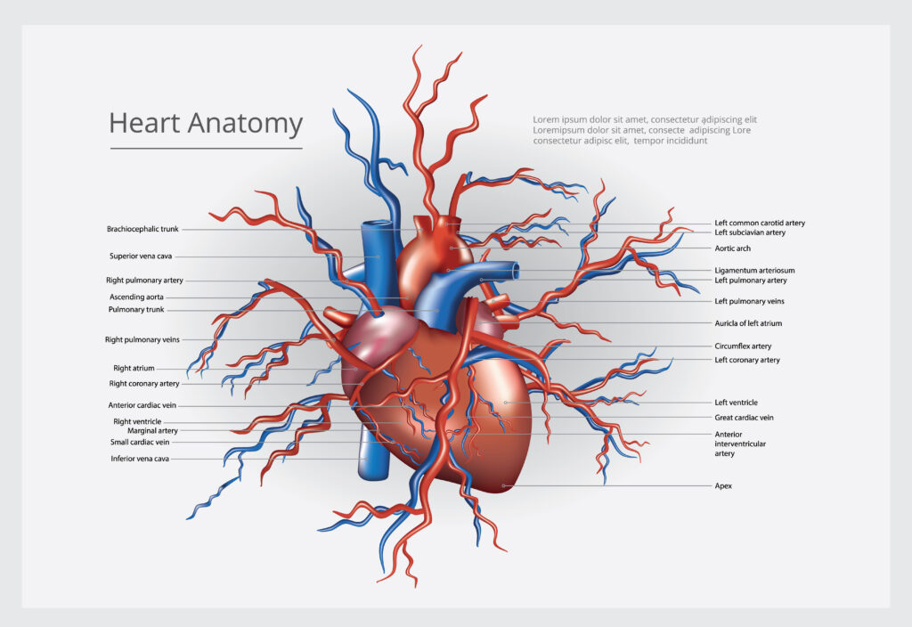 Arteries Health: A Guide to Optimal Well-Being